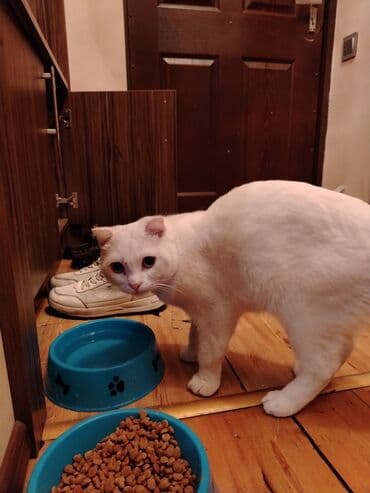 pişik çanta: Şotland yastı qulaq, Yaxşı əllərə — 6