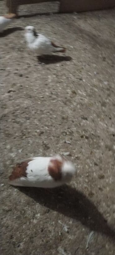 шотландская серебристая шиншилла купить: Her ikisi cavan heyvanlardi cox xahis edurem usaglar qeti narahat — 3