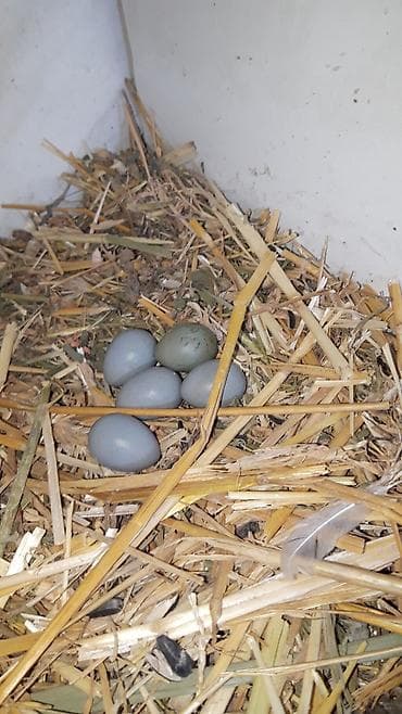 Cin bildircin mayali yumurtalari.rahatliqla inkubatorda cixilar ve — 4