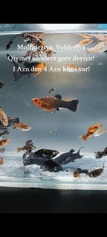 Molinezi, Sülhsevər, Ünvandan götürmə, Ödənişli çatdırılma