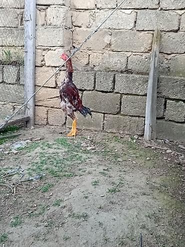 ayam serama: Heyrati temiz samo cinsi 7 ayliqdi rengi qirmizi kuldu — 2