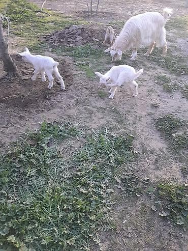 keci satisi: Dişi, Zanen, il: 1, 40 kq, Südlük, Ünvandan götürmə — 3