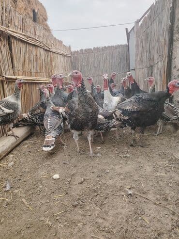 Salam aleykum Bu ilki hinduskalardir kentde yetisdirilib tebii — 5