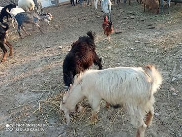 cins toyuqlarin satisi: Ana bala Sani cavan heyvadır balası 5aylıqdır erkək diri cəki 26kq — 7