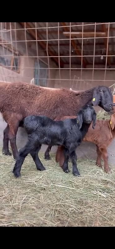 qoyun sekili: Qoyun və quzu dəsti - Ana qoyun: yerli ətlik-tip (qara başlı — 6