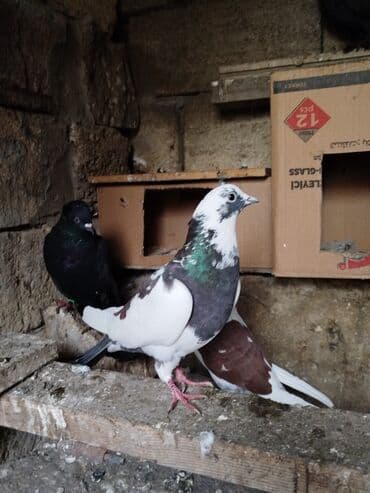 Əlaqə üçün vatsap