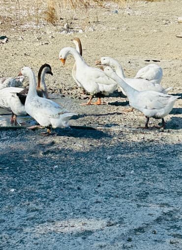 Словари: Самка, Для разведения — 1