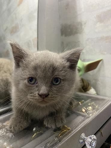 baliq yemi: Britan, Erkək, Yaxşı əllərə, Ünvandan götürmə, Ödənişli çatdırılma — 2
