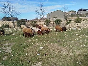 balaca it adlari: TAM SAQLAM HEYVANLARDİ REAL ALICİYLA RAZILAŞMAQ OLAR — 2