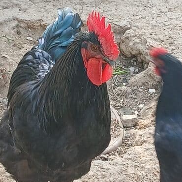 купить кролика в баку: Saf qan xətləri olan qara xalli xoruzlar - Rəng: dərin qara, günəşdə — 3