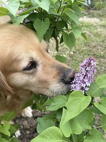 sort itler: Retriever, 5 il, Erkek, Cütləşmə üçün — 4