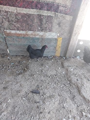 cins dana: Toyuq, Yumurtalıq — 1