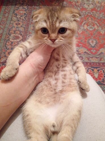 Digər heyvanlar: Şotland yastı qulaq, Erkək, Yaxşı əllərə, Ödənişli çatdırılma — 2