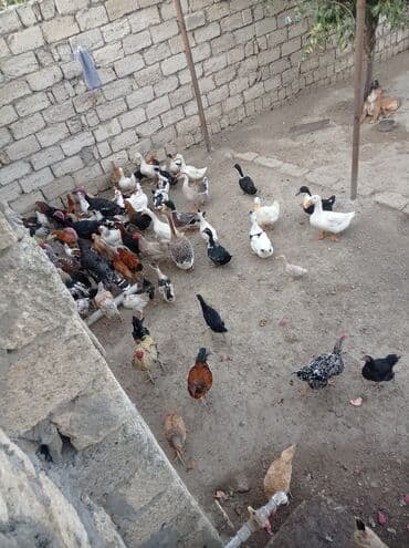 İtlər: Toyuq, Damazlıq — 3