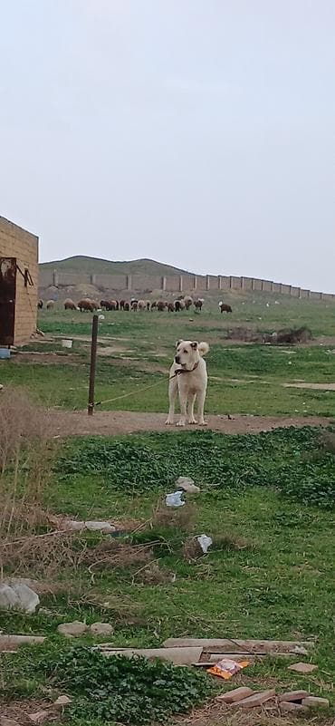 pulsuz itler: Alabay, 2 il, Erkek — 8