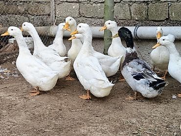 pekin ördək: Dişi, | Kuban, Ətlik, Ünvandan götürmə — 6