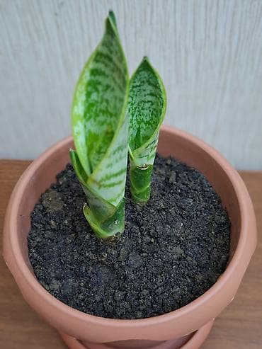 Çöl bitkiləri: Sansevieriya "Laurentii" (Qayınana dili) dibçəkdə ​Yarpaqlarında gözəl — 4