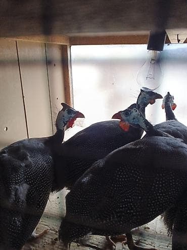 Hind toyuğu (Qvineya quşu) – nöqtəli tük örtüyü, ağ-boz baş və narıncı