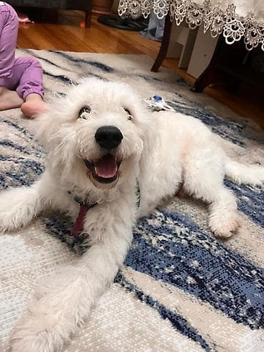 it magazasi: Bişon Frize, 7 ay, Erkek, Ünvandan götürmə — 4