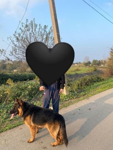 Alman çoban iti, 1 il, Erkek, Peyvəndli, Ünvandan götürmə lalafo.az -da Alman çoban iti, 1 il, Erkek, Peyvəndli, Ünvandan götürmə