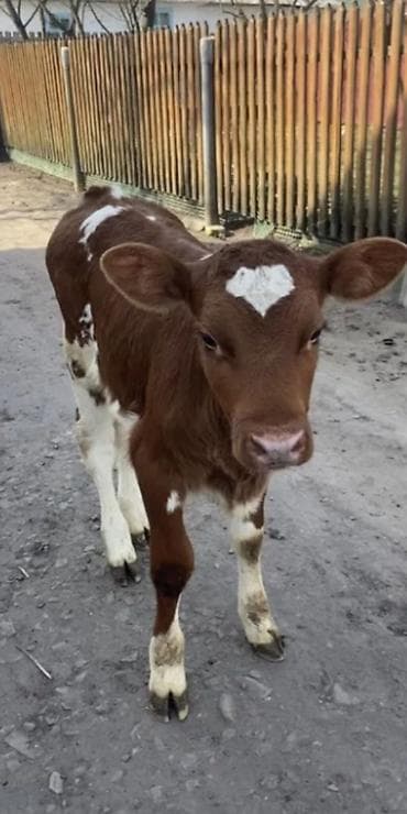 heyvan yemləri: Dana, buzov, Dişi, Simental, ay: 2 — 2