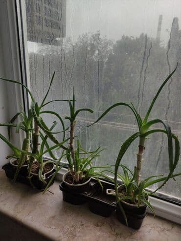 алоэ купить: Aloe vera (sukulent) – pəncərəüstü üçün dekorativ və faydalı bitkilər — 2