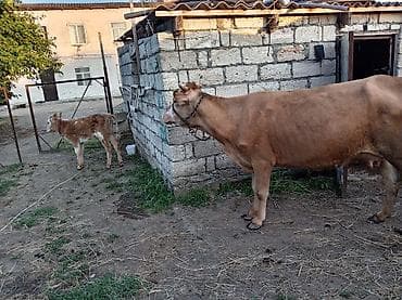 mal bazari az: Dana, buzov, Dişi, ay: 7, Ətlik — 1