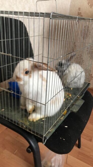 Toyuqlar: Ev dovşanları – 2 ədəd - Növ: dekorativ/mini ev dovşanı - Rənglər — 1