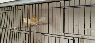 ağ karella: Sarı kanareyka - Növ: Kanareyka (sarı rəngli, kürəkdə tünd ləkələr) - — 4