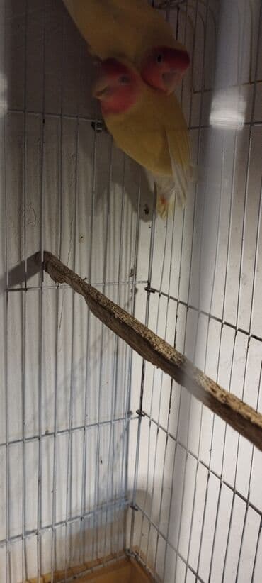 кольчатый попугай цена: Sevda tutuquşları cütü (Lovebird).Ünvan Razin.Qəfəssiz — 4