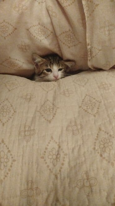 bala pişik pulsuz: Yaxşı əllərə — 5