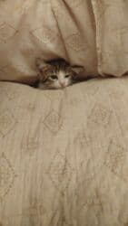 отдам котят в хорошие руки: Yaxşı əllərə — 3