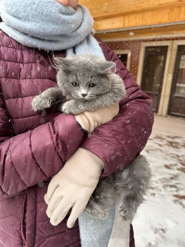 sotlant pisiyi: Boz tüklü, uzun tüklü ev pişiyi - Rəng: tünd boz (monoxrom), yumşaq və — 7