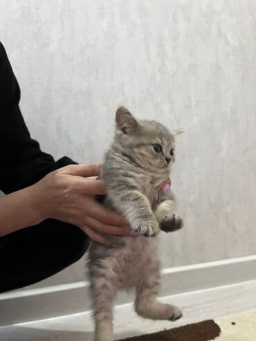 Lamborghini: Şinşilla, Erkək, Yaxşı əllərə — 3