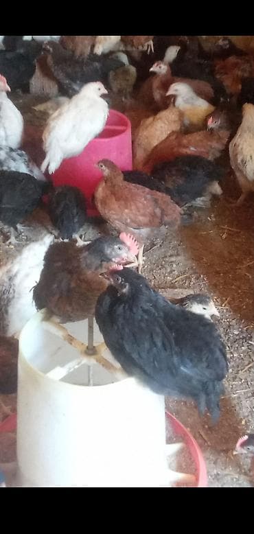 avstrolop cücələri: Toyuq cücələri, Damazlıq — 3