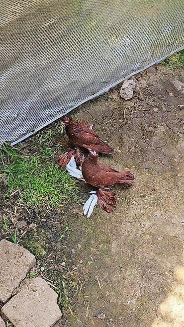 Cüt dekorativ göyərçin - Növ: dekorativ, lələkli pəncəli (ayaqları