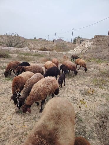 simental inekler azerbaycanda: Qala cinsi qoyunlar razılaşma yolu ilə — 12