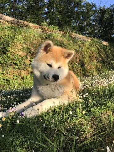 boz pişik: Akita-inu, 1 il, Dişi, Sənədli, Ünvandan götürmə, Ödənişli çatdırılma — 2