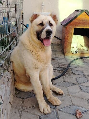 kangal itləri: Alabay, 10 ay, Erkek, Peyvəndli — 4