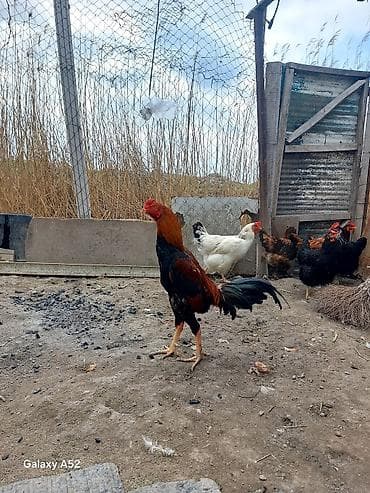 Təsvir: - Şəkillərdə kənd həyətində saxlanılan bir xoruz təqdim