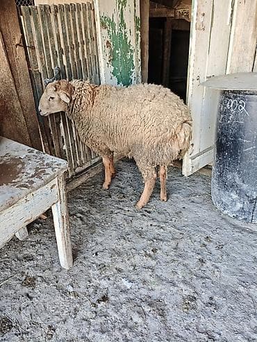 hissar qoyunu: Damazliga yararli qocdu. 1 yas 3ayliqdi. aktiv qocdu. 66kq diri cekisi — 4