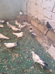 quş yuvasi: 4 manat Təsvir: - Növlər: müxtəlif rəng və naxışlarda ev/oyun — 3