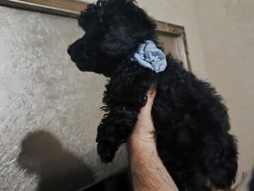 той пудель цена: Pudel — 3