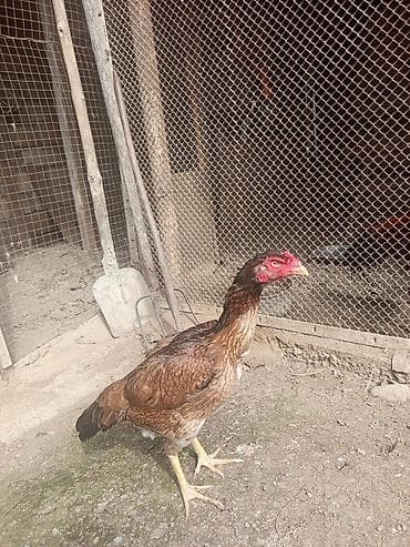 ceyranbatan toyuq: Toyuq, Damazlıq — 3