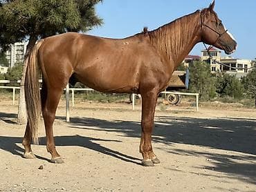 Erkək, Qarabag, il: 7
