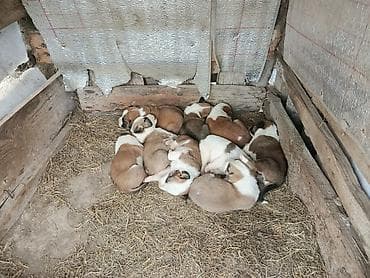 ev heyvanları satışı: Alabay, 1 ay — 3