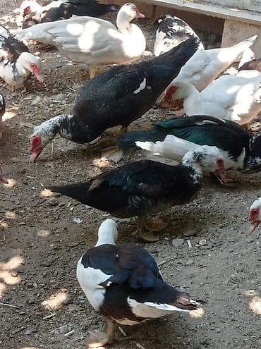 K/t heyvanları və malları: Erkək, | Lal ördək, Ətlik — 3