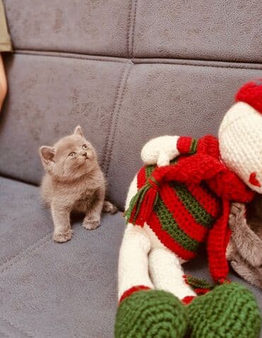 şotlant pişik: 100 ile 400 arasi cins saf qan saqlam pisiklerimiz var sekilde olmayan — 10