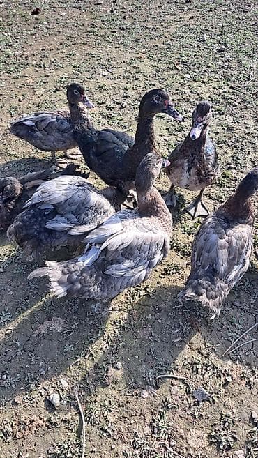 qaz ve ordek satisi: Erkək, | Macar, Damazlıq, Pulsuz çatdırılma — 3