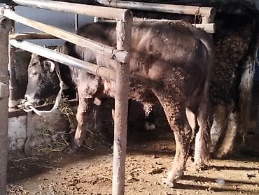 quzu satilir 2021: Dana, buzov, Erkək, ay: 10, Ətlik — 1